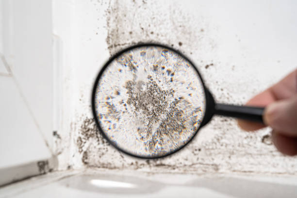 Best Mold Prevention Services  in Coeur Dalene, ID